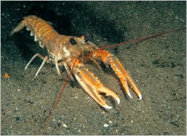 Scampi